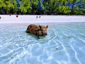 A spotted pig swimming in the Bahamas