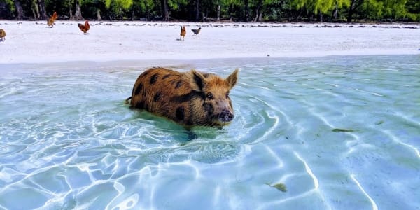 A spotted pig swimming in the Bahamas